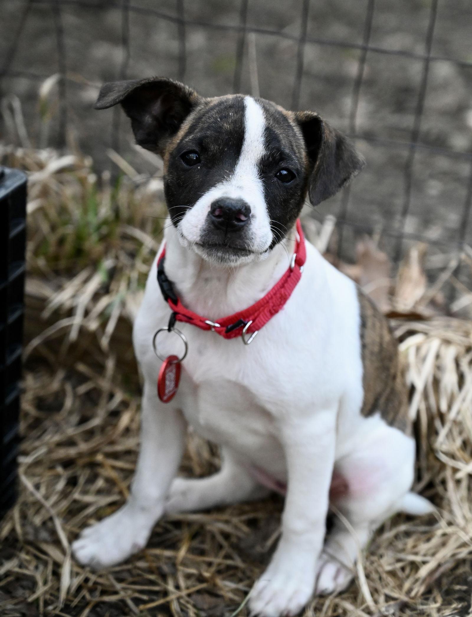 Enlarge Divinity Calligrace *LOCAL*, a Adoptable mixed breed in Wakefield, RI image 2/3