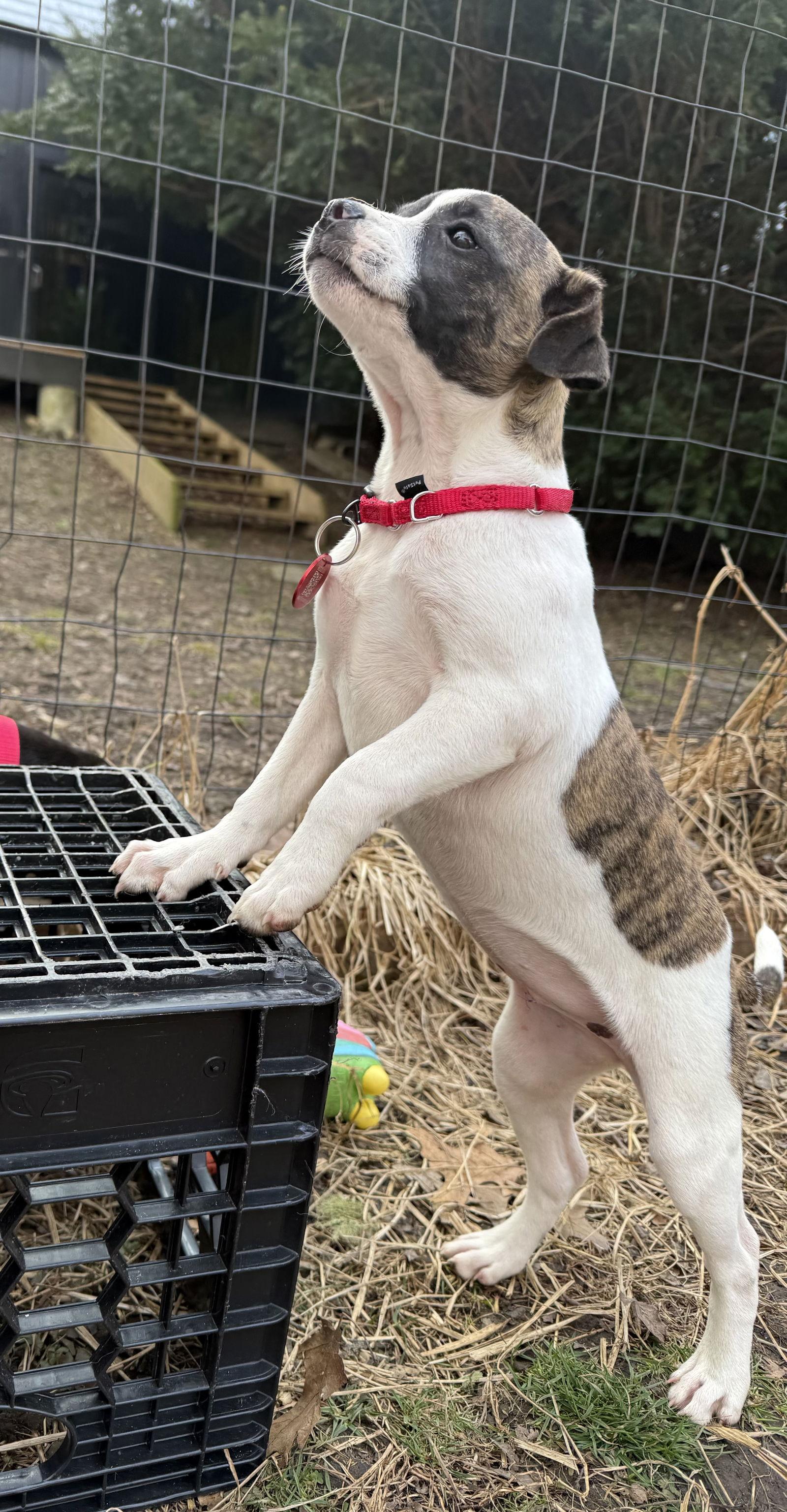 Enlarge Divinity Calligrace *LOCAL*, a Adoptable mixed breed in Wakefield, RI image 3/3