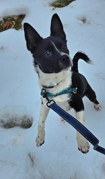 Koda — thumbnail 2