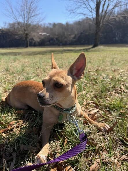 Ariel Luna, ADOPTABLE, Adult Female Chihuahua & Dachshund.