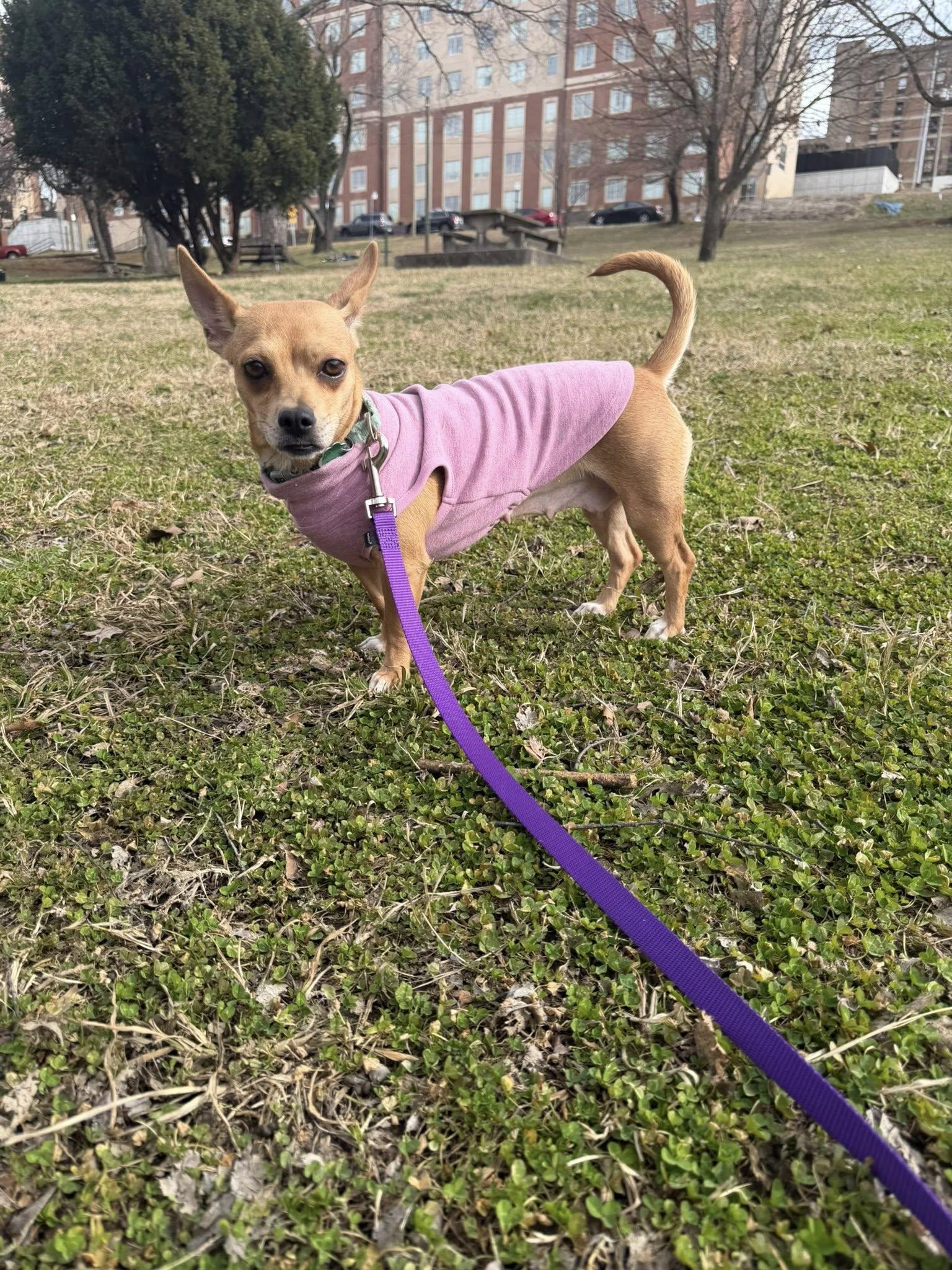 Enlarge Ariel Luna, a ADOPTABLE mixed breed in Knoxville, TN image 3/5