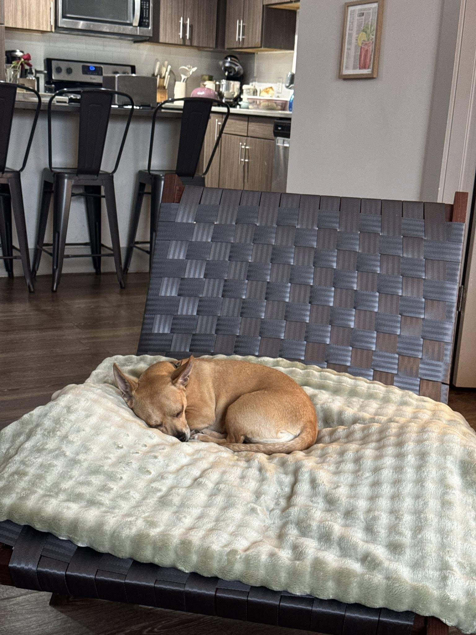 Enlarge Ariel Luna, a ADOPTABLE mixed breed in Knoxville, TN image 4/5