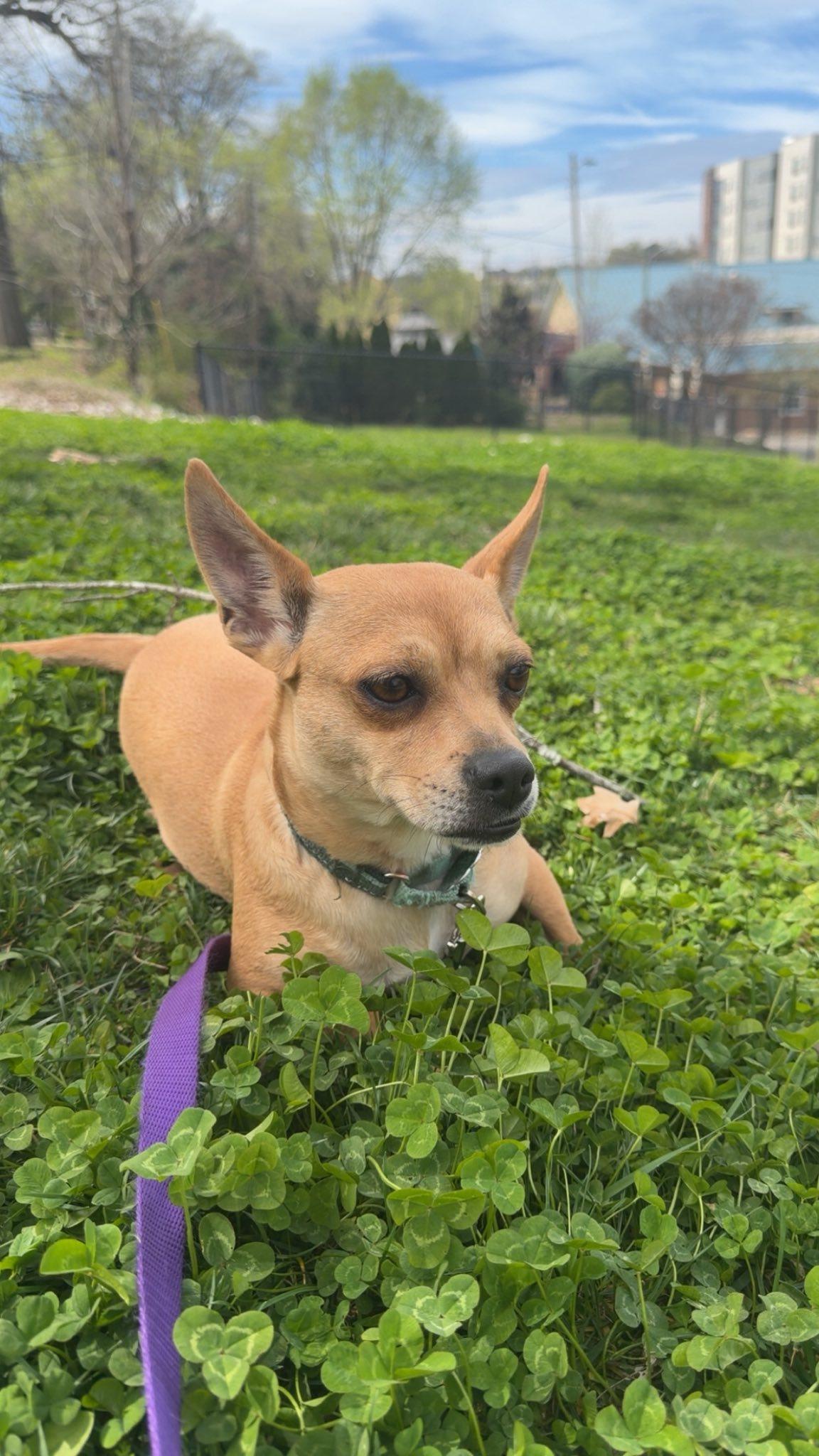 Enlarge Ariel Luna, a ADOPTABLE mixed breed in Knoxville, TN image 2/5