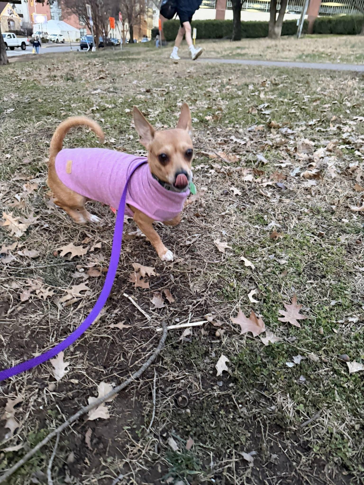 Enlarge Ariel Luna, a ADOPTABLE mixed breed in Knoxville, TN image 5/5