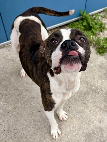 Enlarge Sky (in Foster), a Adoptable mixed breed in New Orleans, LA image 1/3