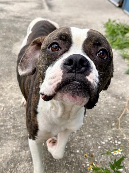 Enlarge Sky (in Foster), a Adoptable mixed breed in New Orleans, LA image 2/3