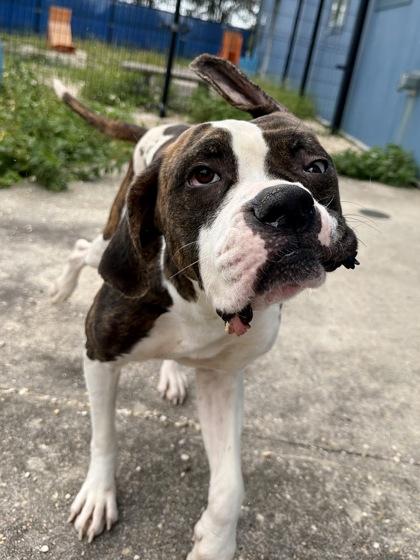 Enlarge Sky (in Foster), a Adoptable mixed breed in New Orleans, LA image 3/3