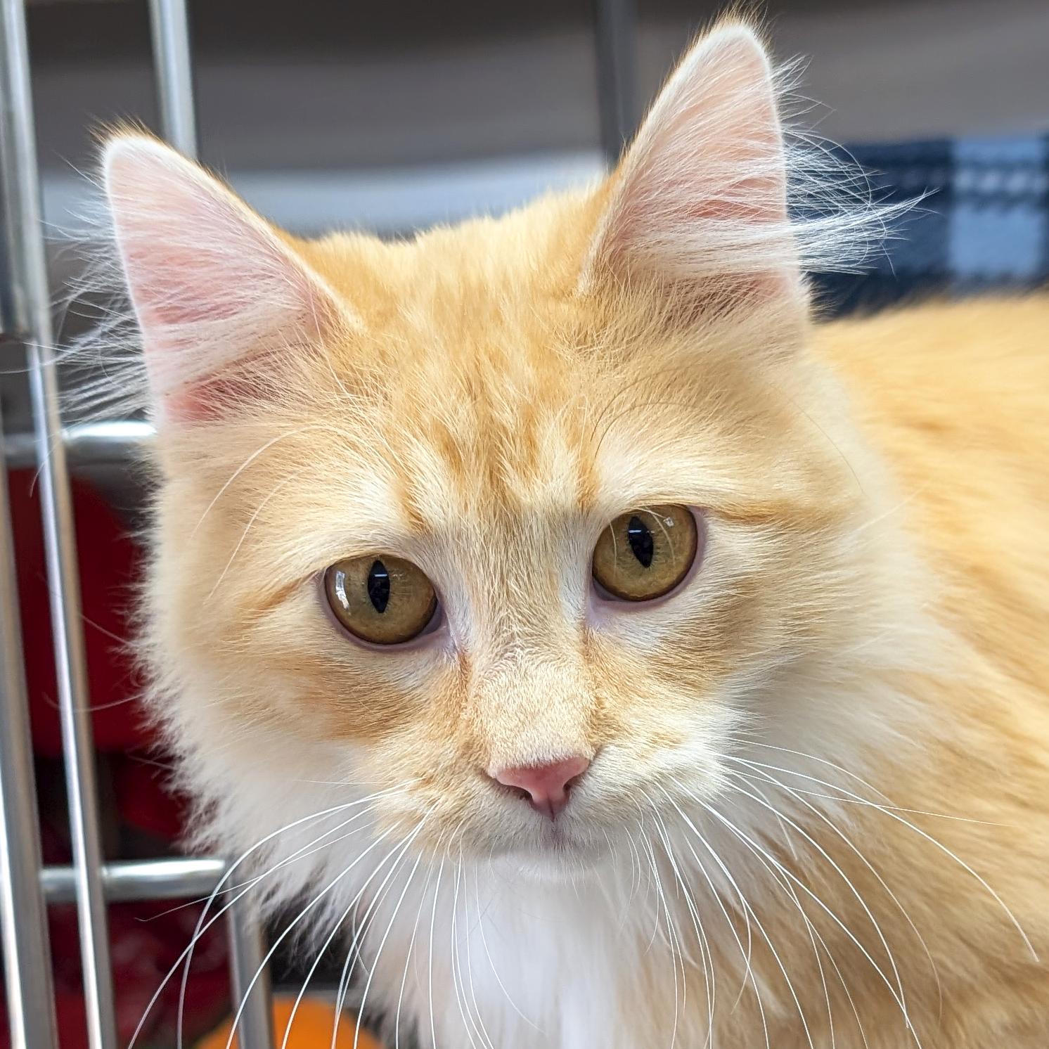 James, ADOPTABLE, Young Male Domestic Long Hair.