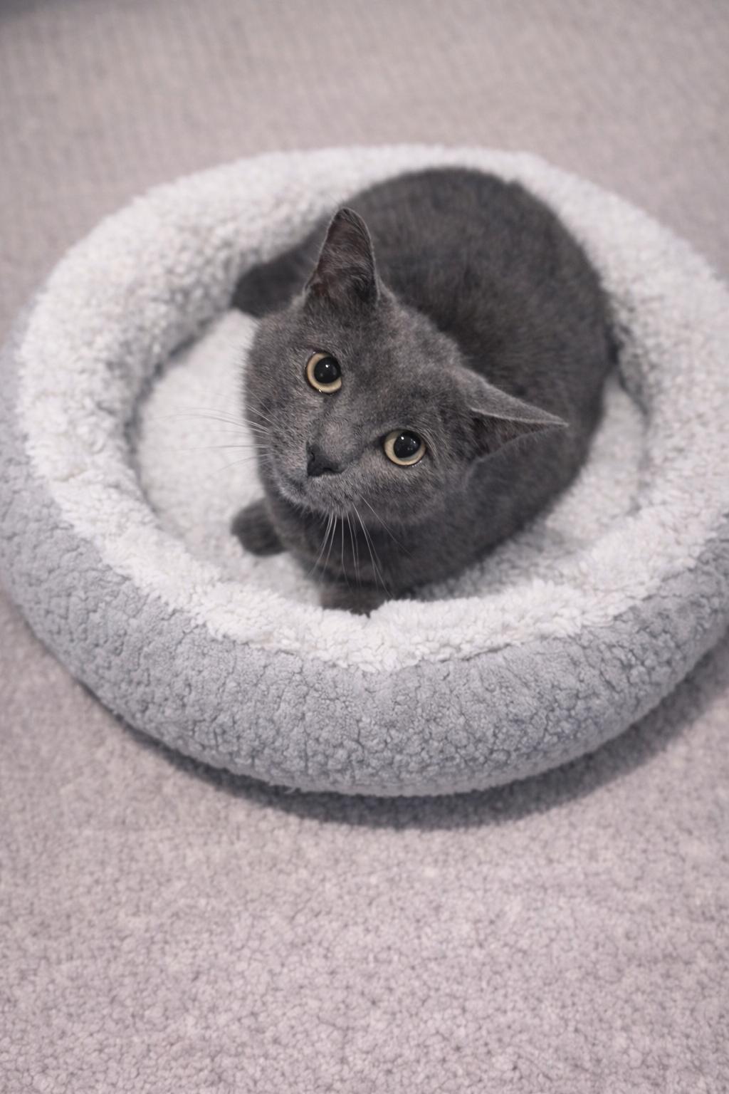 Enlarge Phoebe, a Adopted Domestic Short Hair in Rio Linda, CA image 1/2