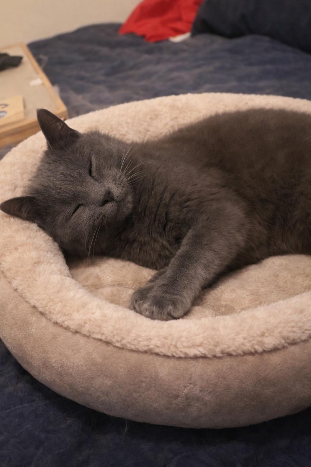 Phoebe, Adoptable, Young Female Domestic Short Hair.