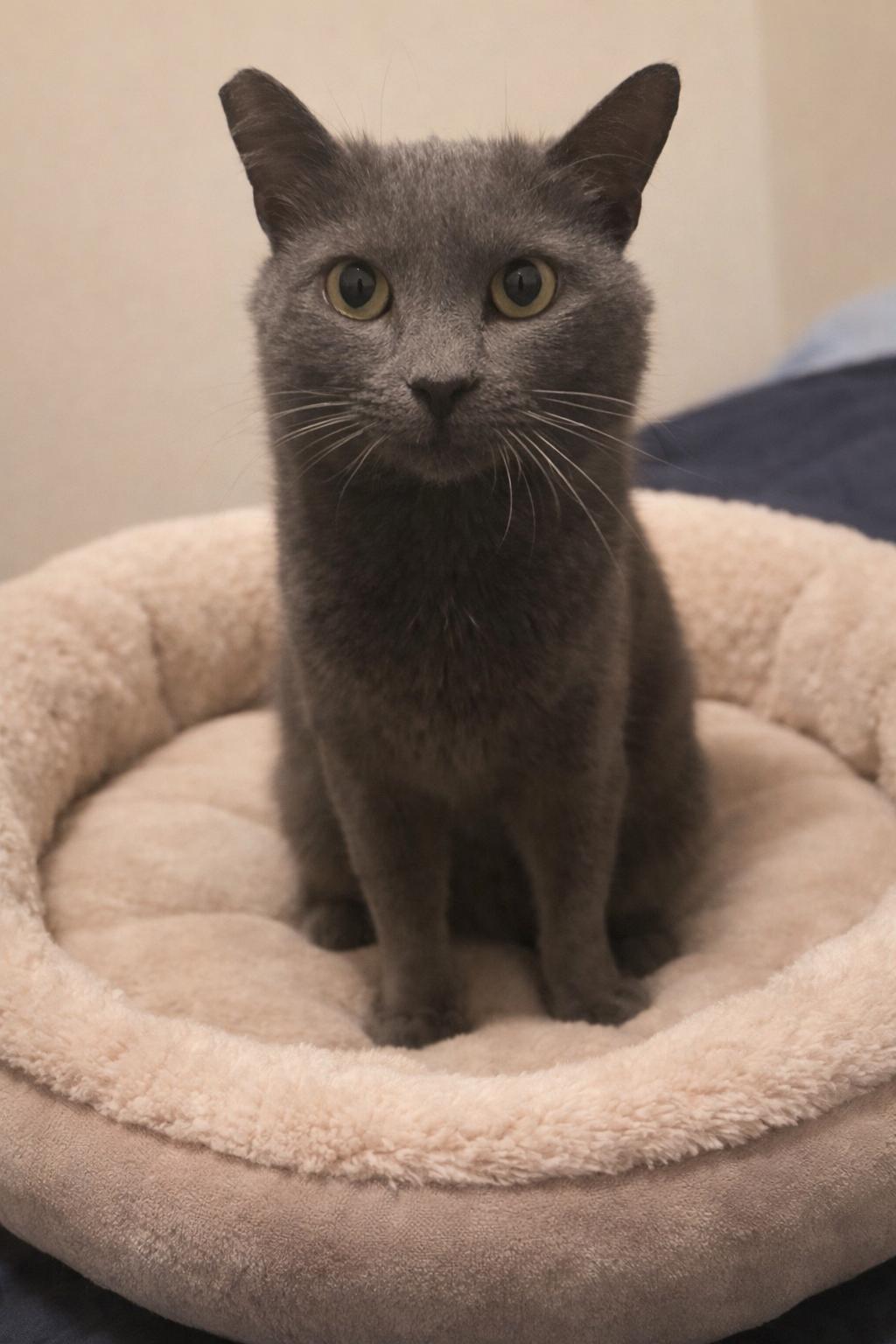 Enlarge Phoebe, a Adoptable Domestic Short Hair in Rio Linda, CA image 3/3
