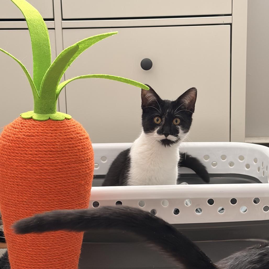 Enlarge Selleck (Spot), a Adoptable Domestic Long Hair in Westport, CT image 1/5