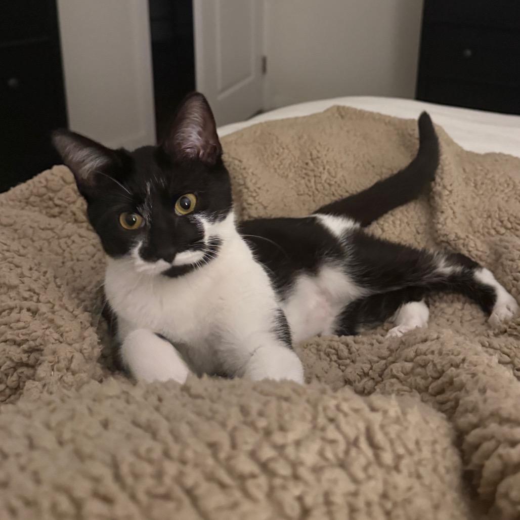 Enlarge Selleck (Spot), a Adoptable Domestic Long Hair in Westport, CT image 2/5