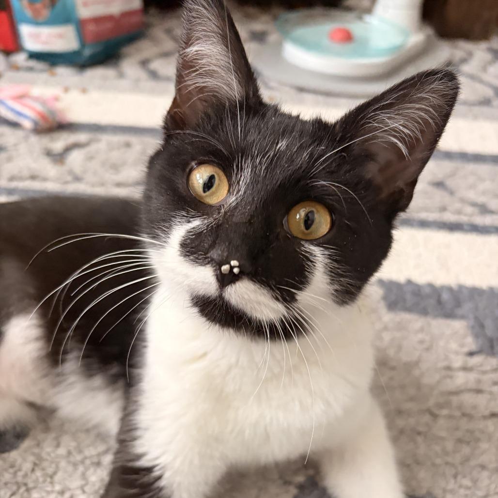 Enlarge Selleck (Spot), a Adoptable Domestic Long Hair in Westport, CT image 4/5