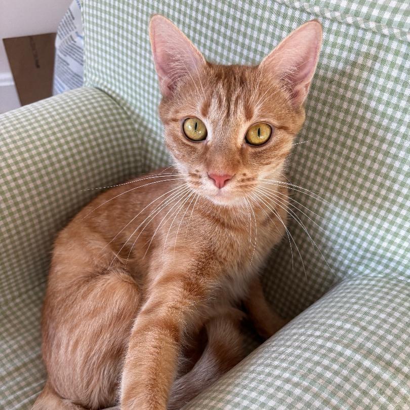 Enlarge Joni Mitchell, a Adoptable Domestic Short Hair in Wakefield, MA image 1/4