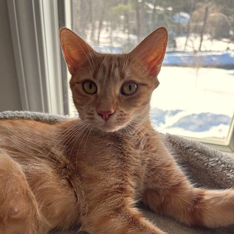 Enlarge Joni Mitchell, a Adoptable Domestic Short Hair in Wakefield, MA image 2/4