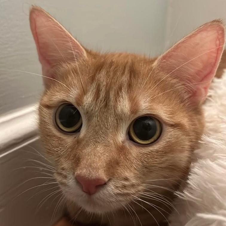 Joni Mitchell — thumbnail 3