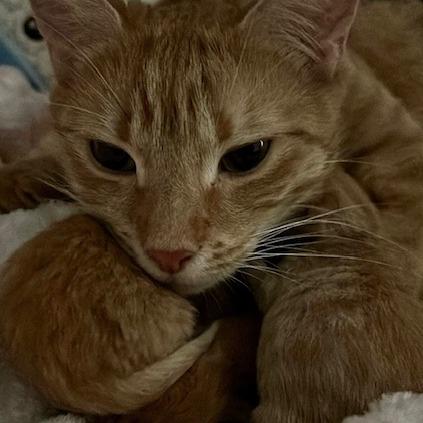 Enlarge Joni Mitchell, a Adoptable Domestic Short Hair in Wakefield, MA image 4/4