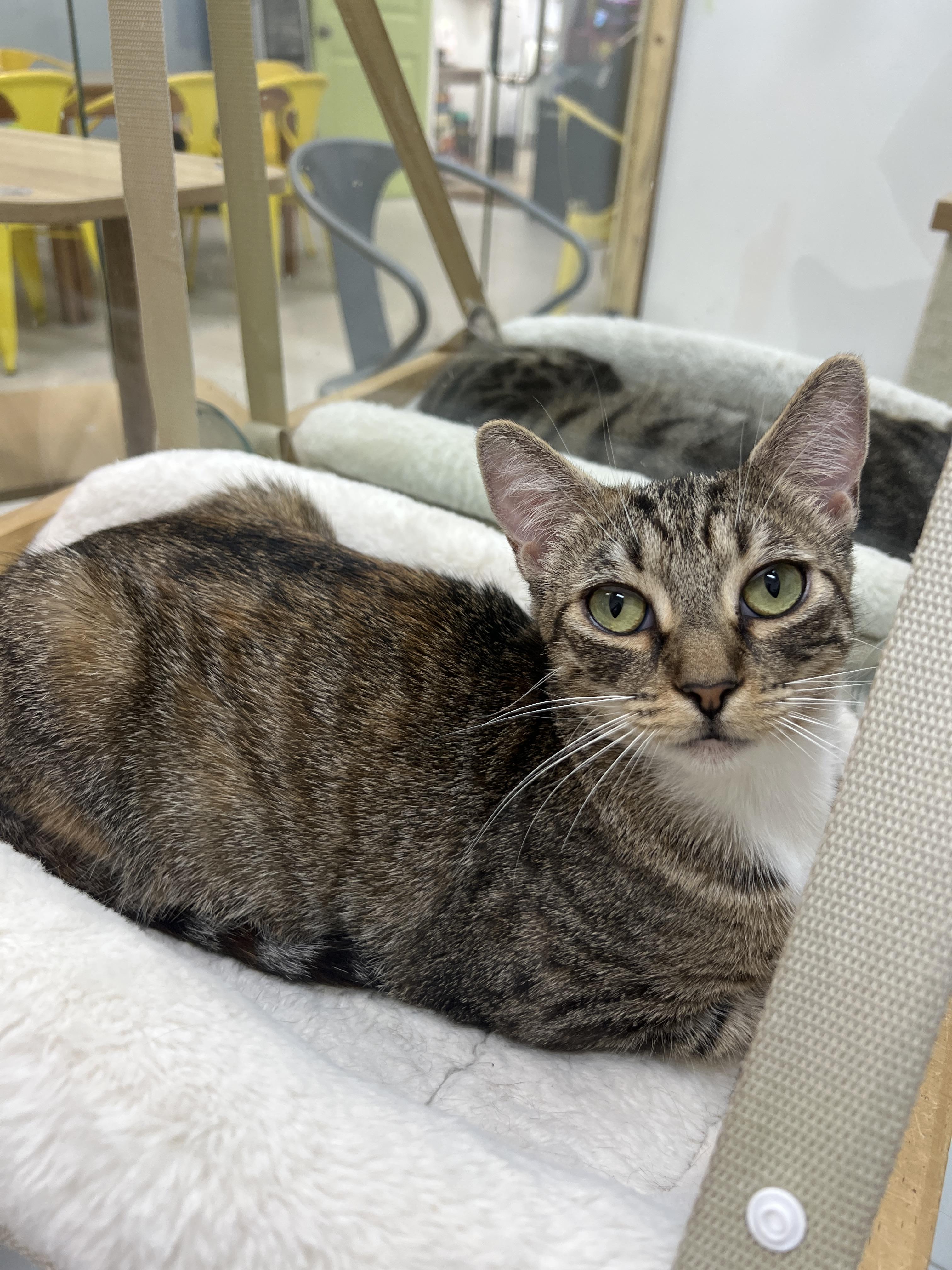 Enlarge Electra, a Adoptable Domestic Short Hair in chino, CA image 2/6