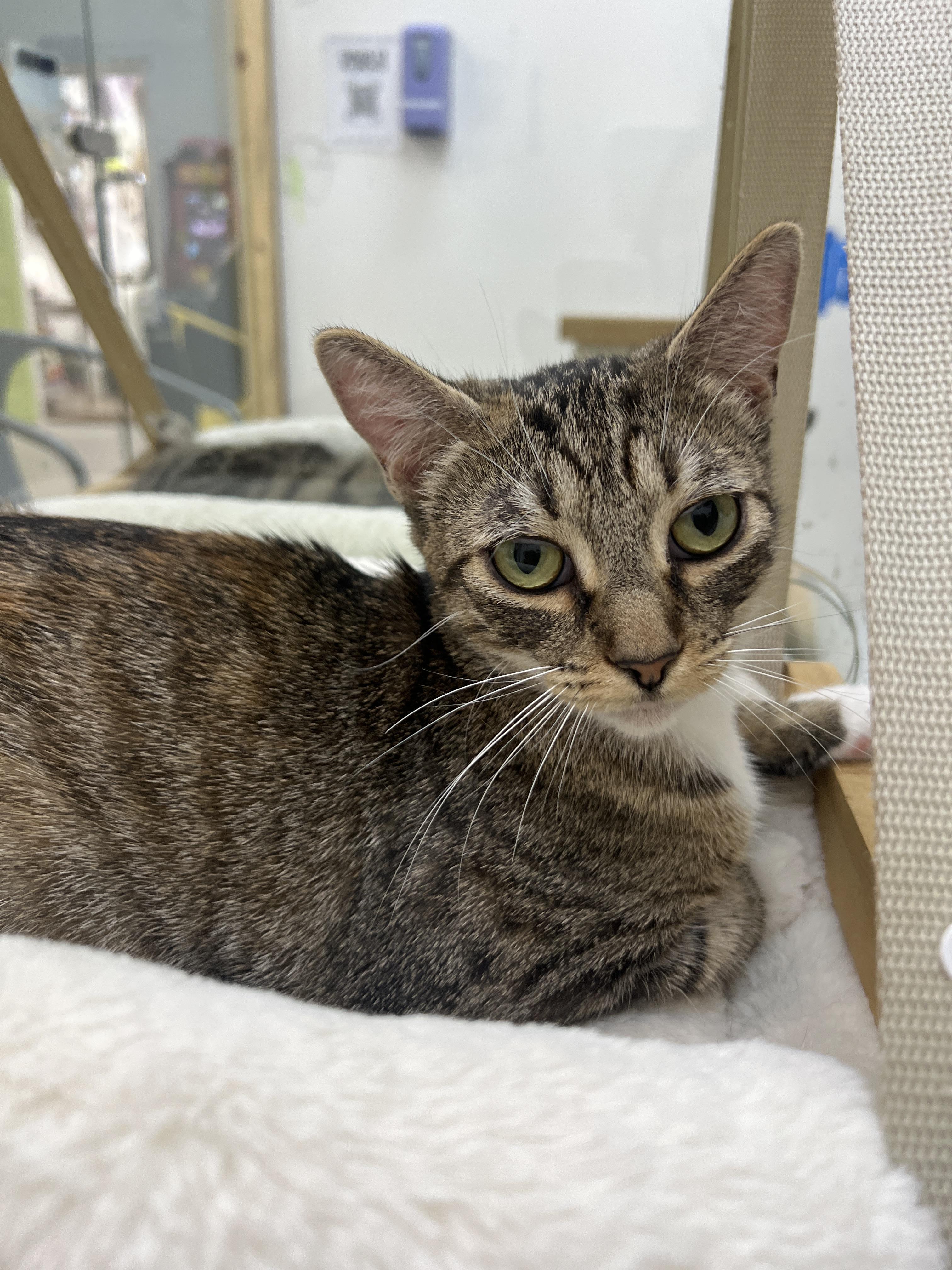 Enlarge Electra, a Adoptable Domestic Short Hair in chino, CA image 3/6