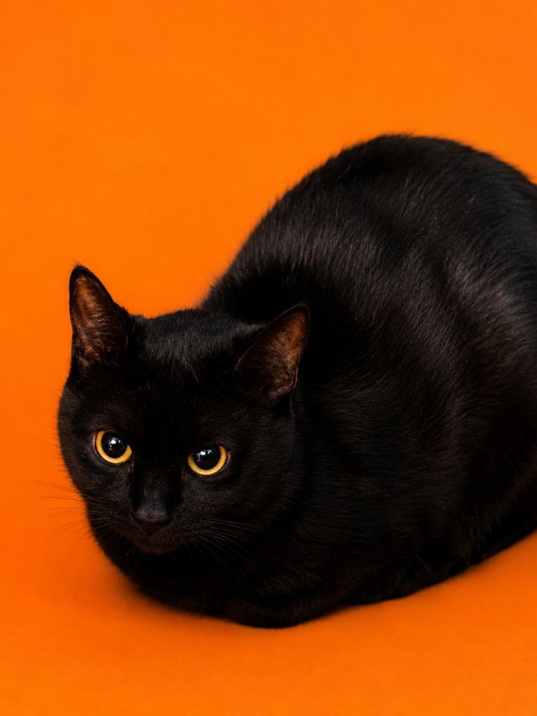 Crash, Adopted, Young Male Domestic Short Hair.