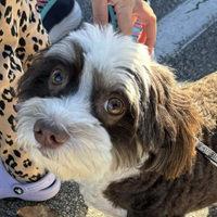 Coco in CA, Adopted, Adult Female Havanese.