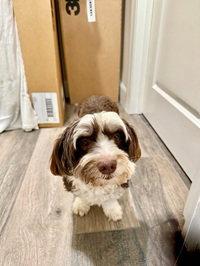 Enlarge Coco in CA, a Adopted Havanese in Cumming, GA image 2/3