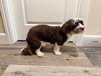 Coco in CA, Adopted, Adult Female Havanese.