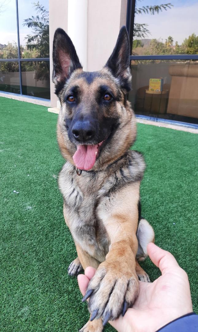 Enlarge TOBY, a ADOPTABLE German Shepherd Dog in Los Angeles, CA image 1/2