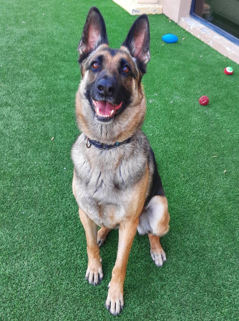 Enlarge TOBY, a ADOPTABLE German Shepherd Dog in Los Angeles, CA image 2/2