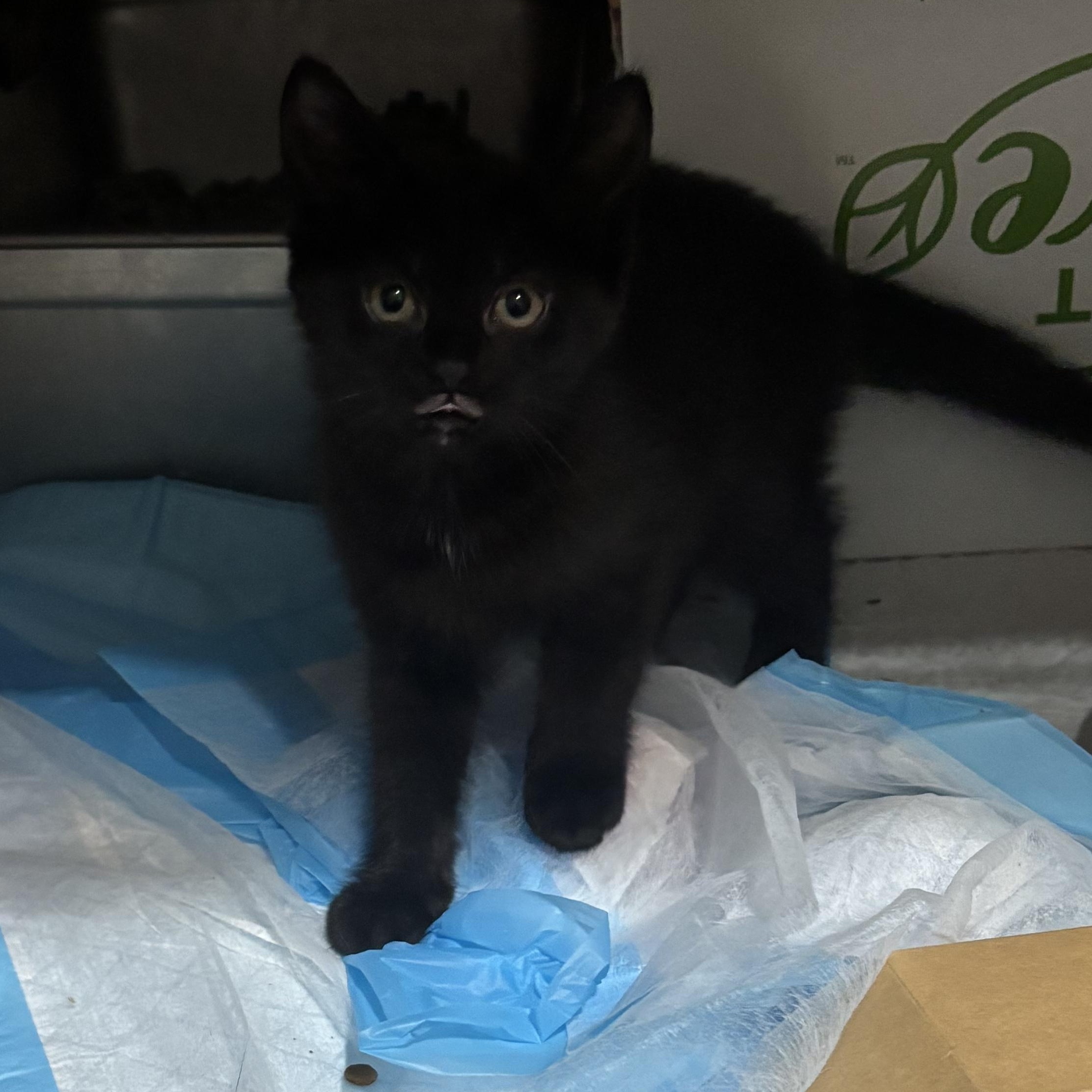 Enlarge Diamond & Clubs, an adopted Domestic Medium Hair in Pittsburgh, PA image 3/4