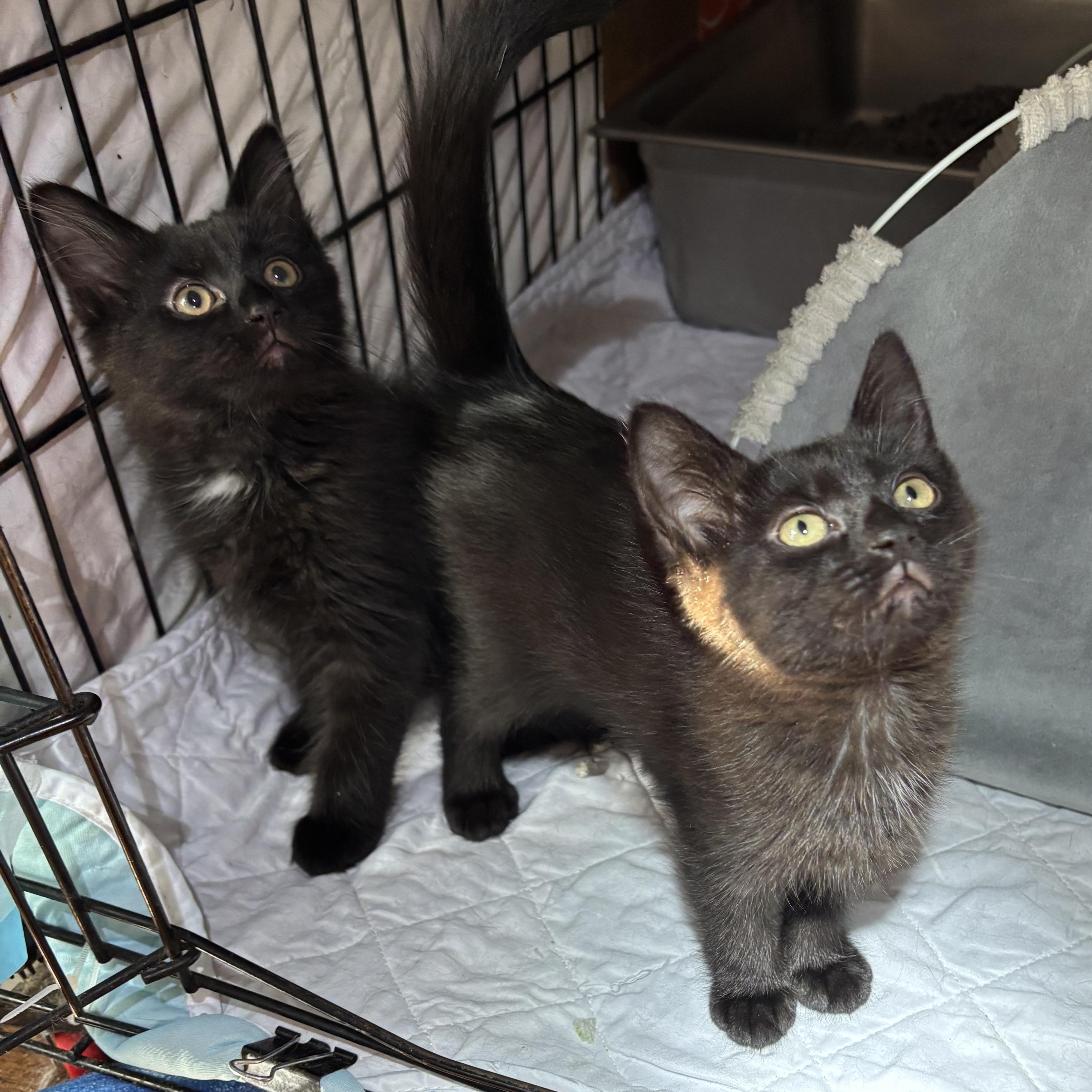 Enlarge Diamond & Clubs, an adopted Domestic Medium Hair in Pittsburgh, PA image 1/4