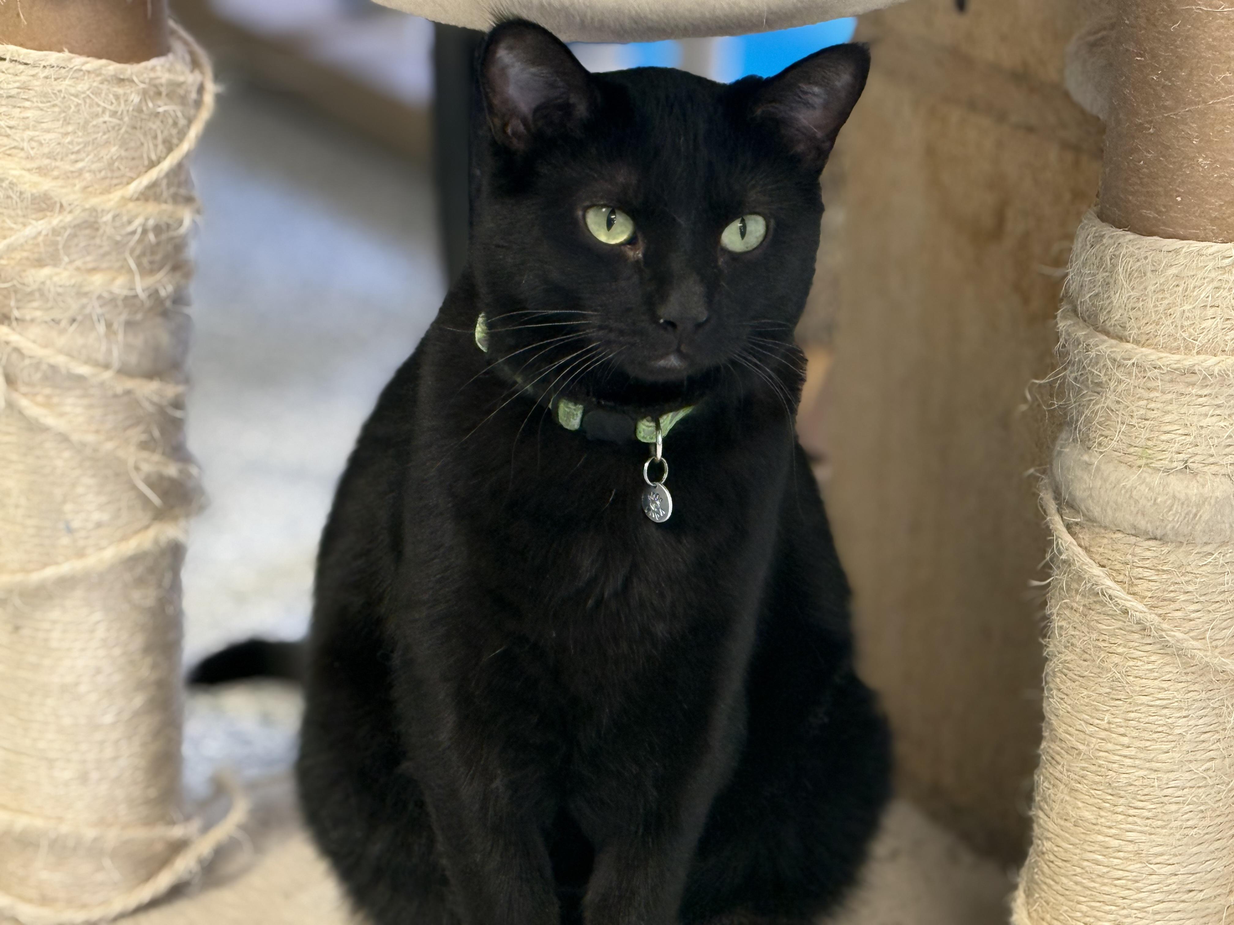 Enlarge Vada, a Adoptable Tabby in Pierre, SD image 1/1