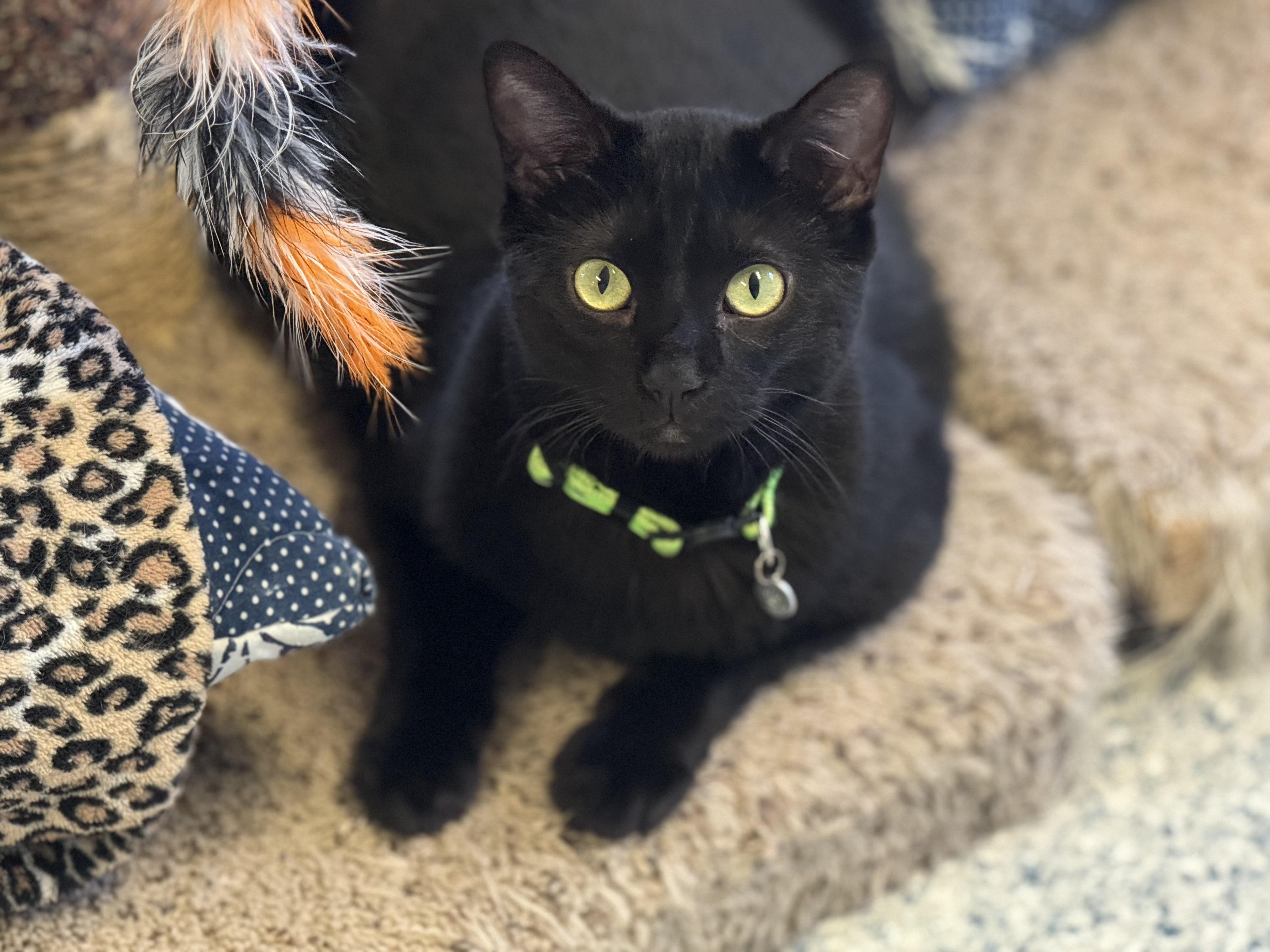 Vada, Adoptable, Young Female Tabby.