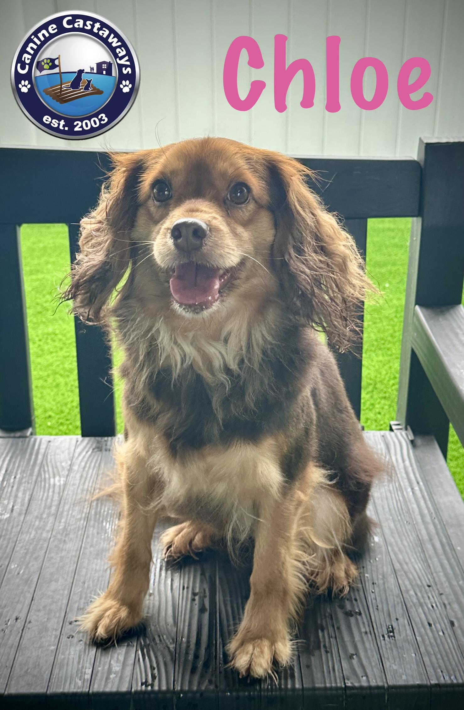 Pending - Chloe, a ADOPTABLE mixed breed in Arcadia, FL image 2/5