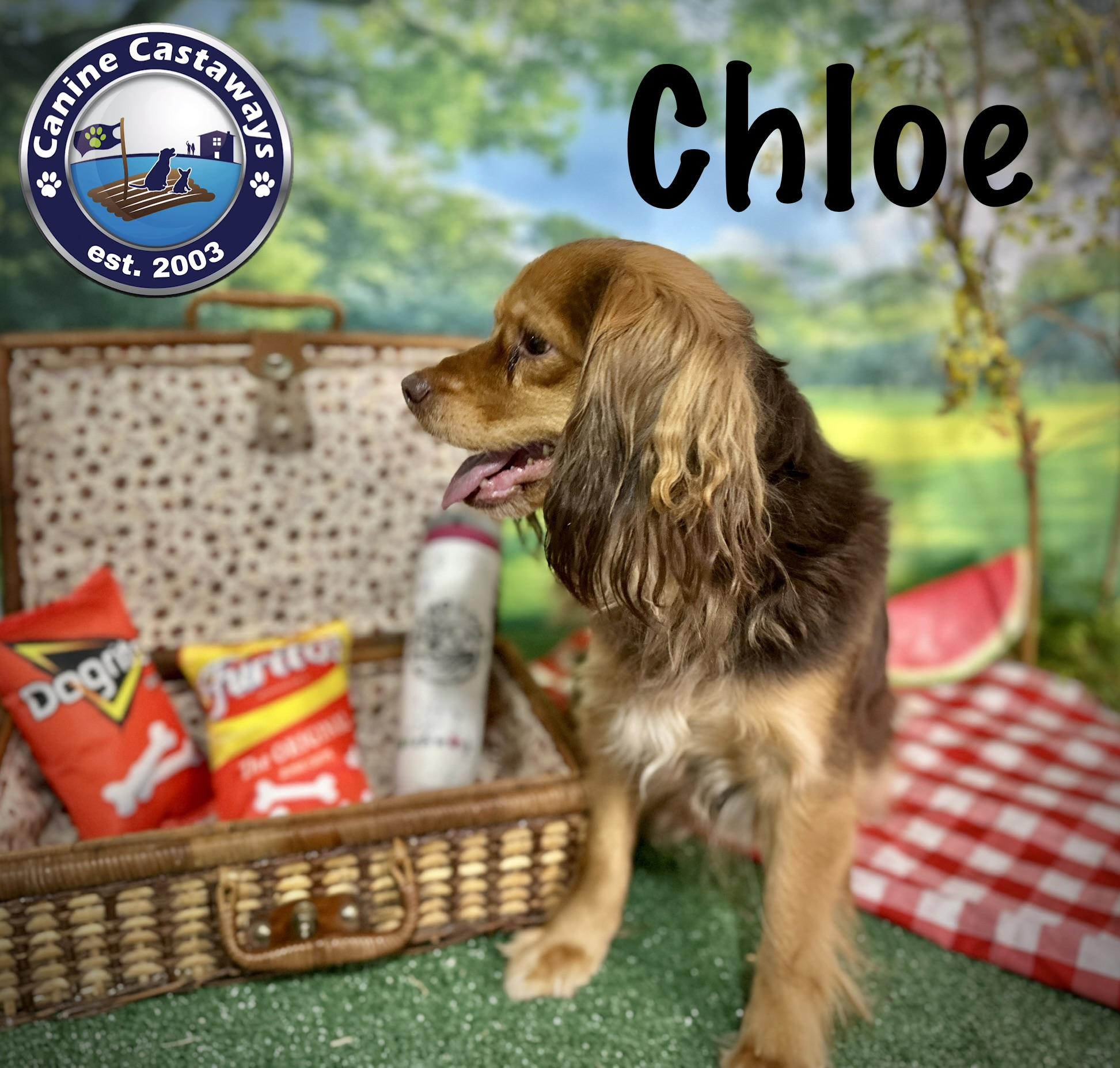 Enlarge Chloe, a ADOPTABLE mixed breed in Arcadia, FL image 2/3