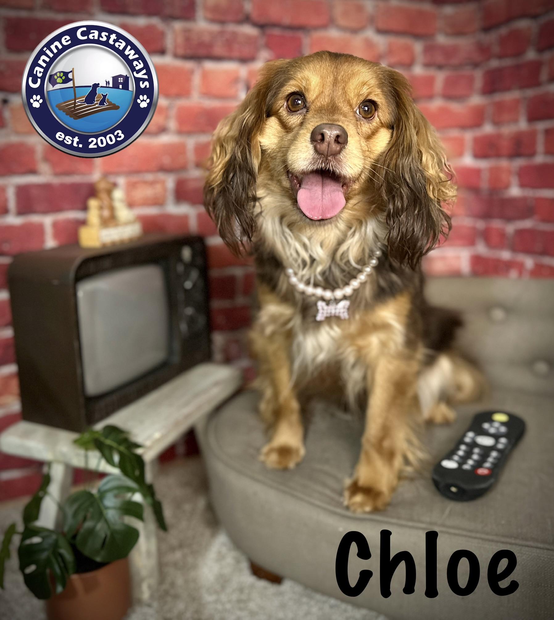 Chloe, ADOPTABLE, Young Female Spaniel.