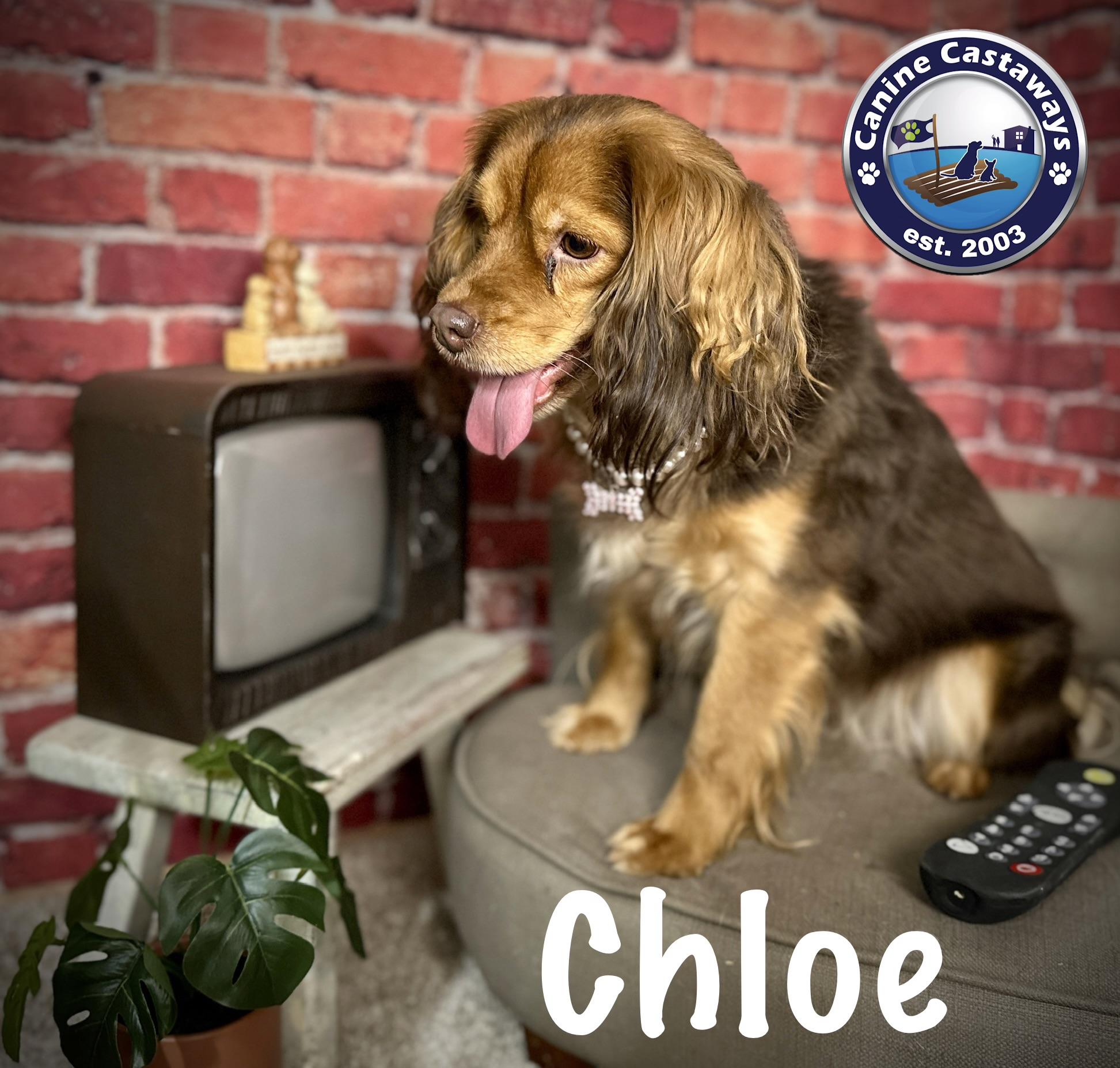 Enlarge Chloe, a ADOPTABLE mixed breed in Arcadia, FL image 3/3