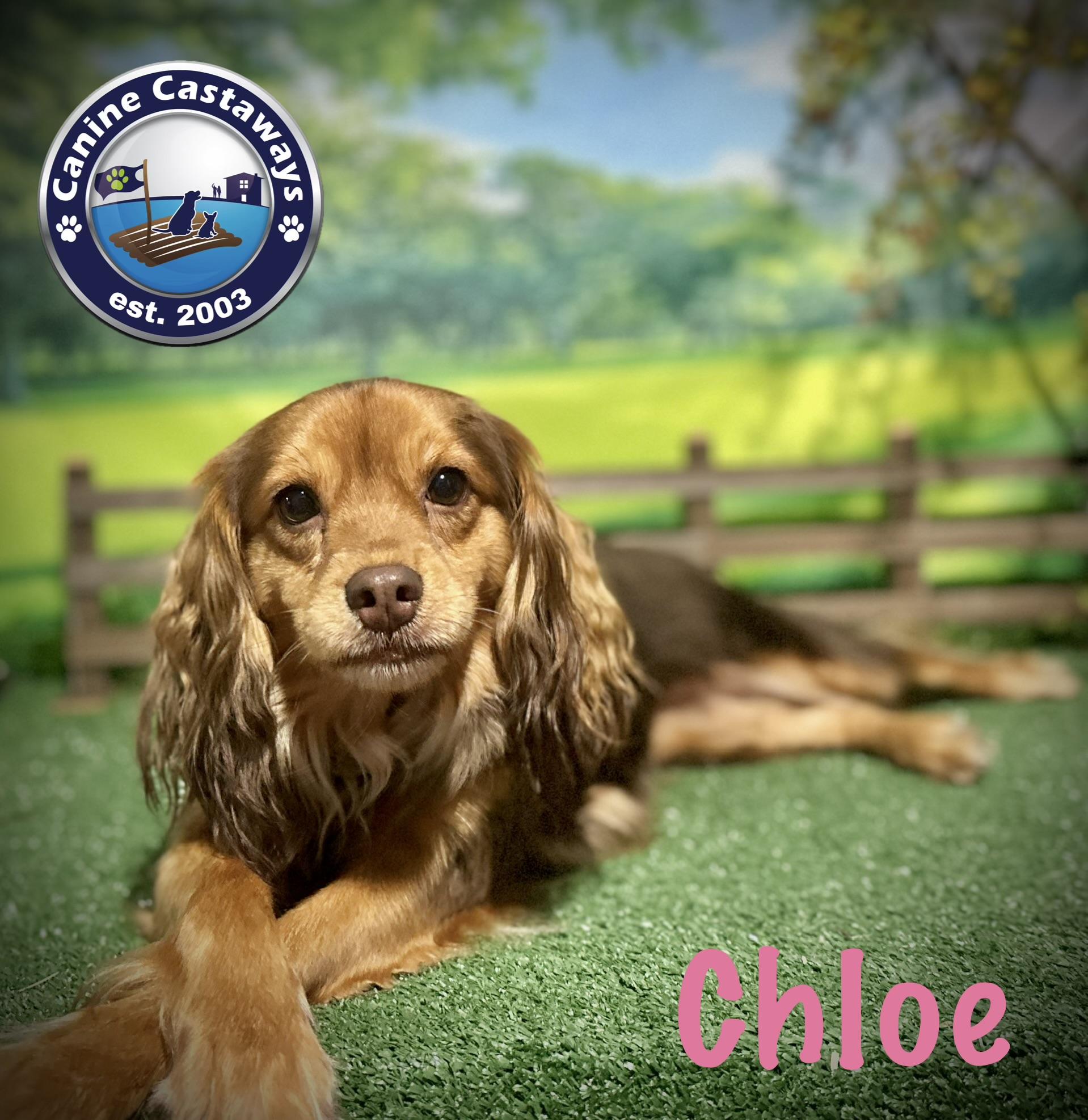 Pending - Chloe, ADOPTABLE, Young Female Spaniel.