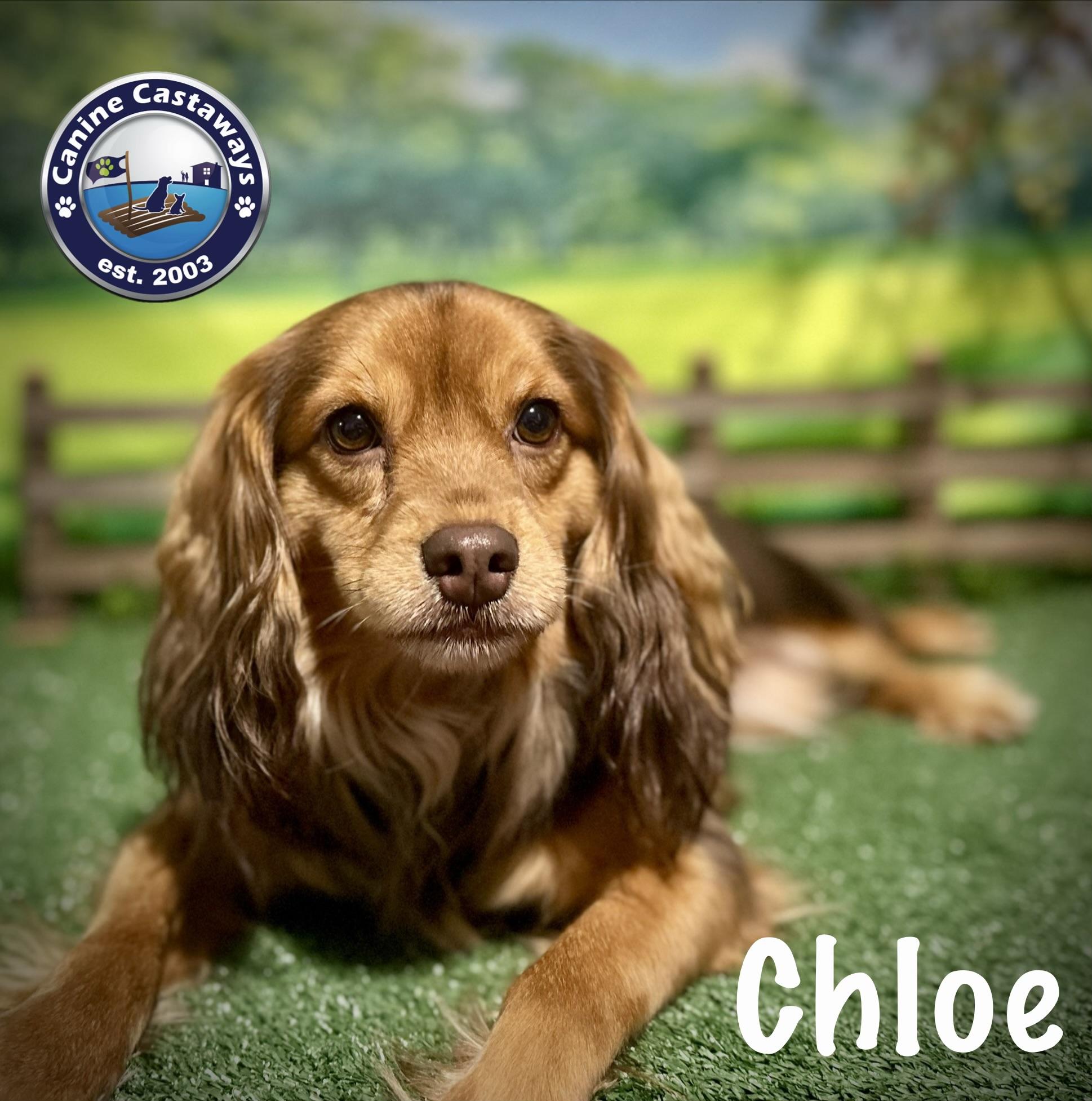Pending - Chloe, a ADOPTABLE mixed breed in Arcadia, FL image 3/5