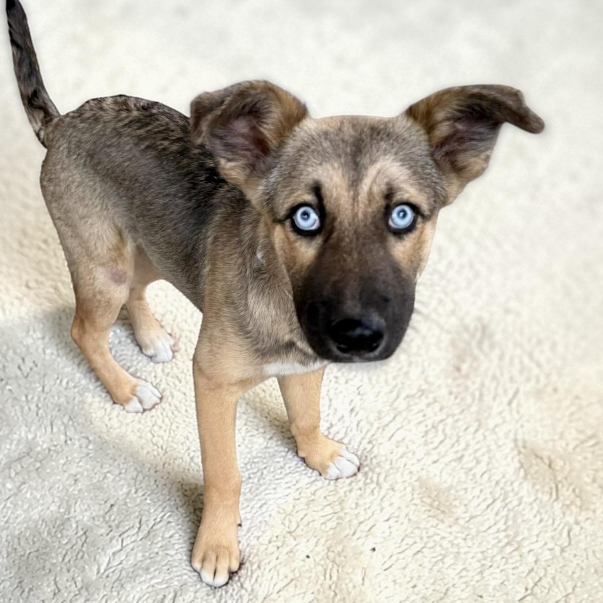 Bluey, adopted, Puppy Female Australian Shepherd.