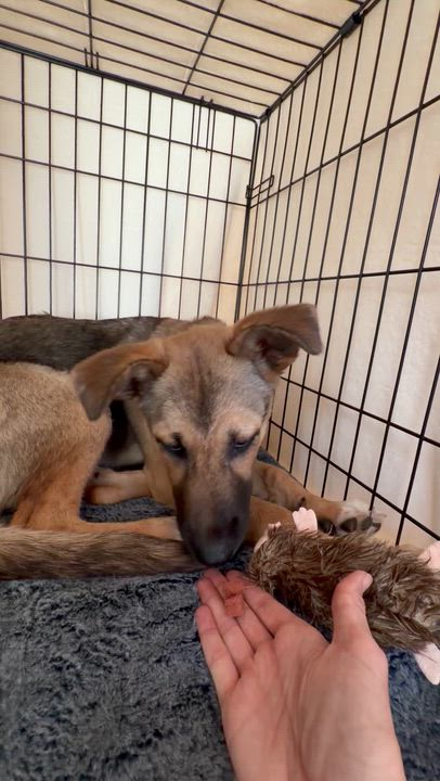 Enlarge Bluey, an adopted Australian Shepherd in Rockford, IL video 3/6