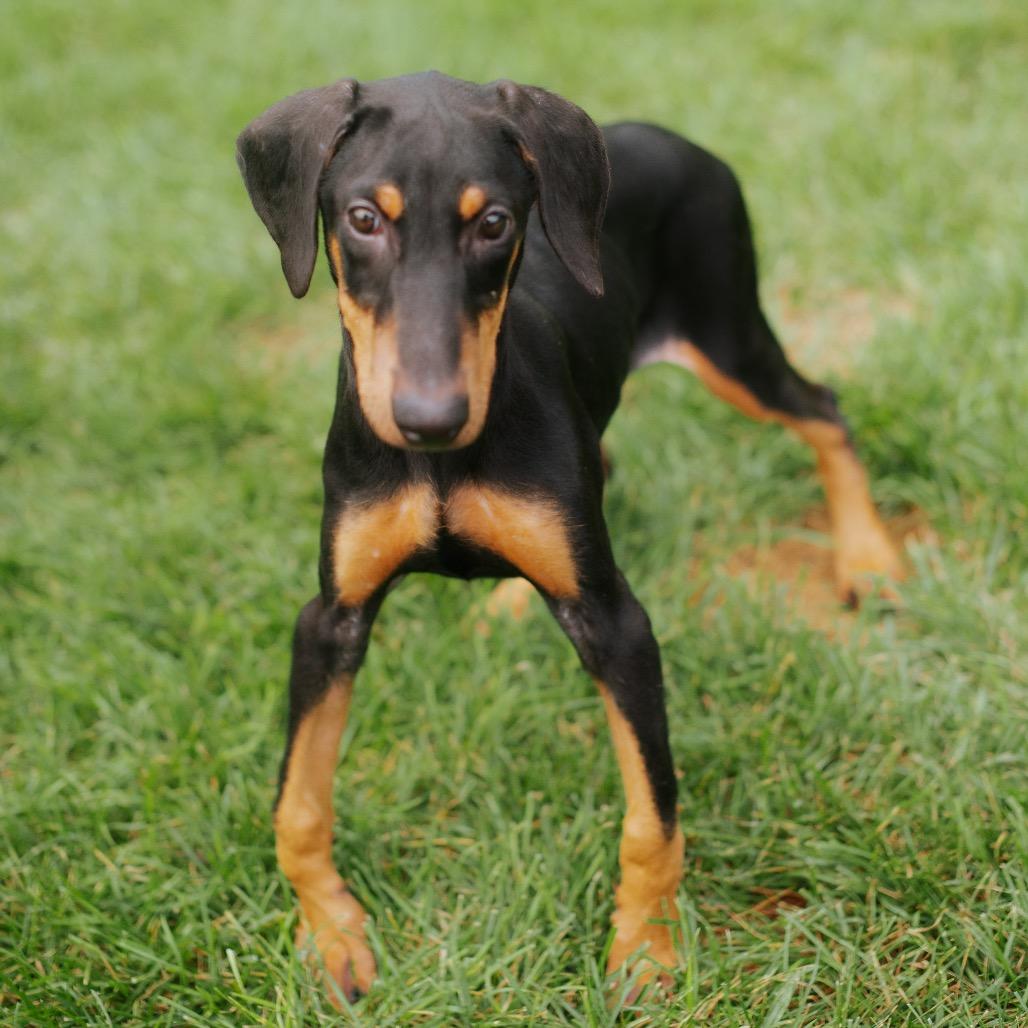 Enlarge Jenna, a Adoptable Doberman Pinscher in Northbrook, IL image 1/2