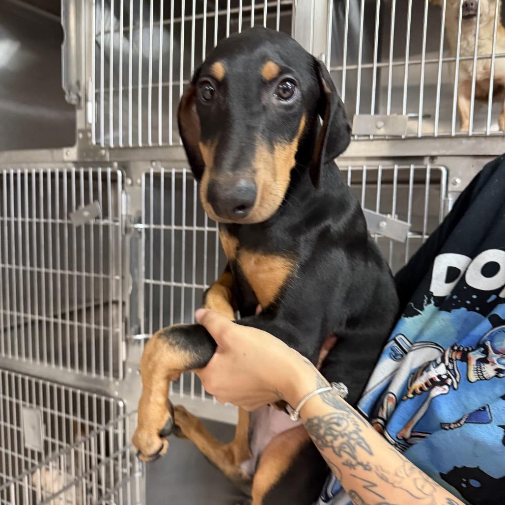 Enlarge Jenna, a Adoptable Doberman Pinscher in Northbrook, IL image 2/2