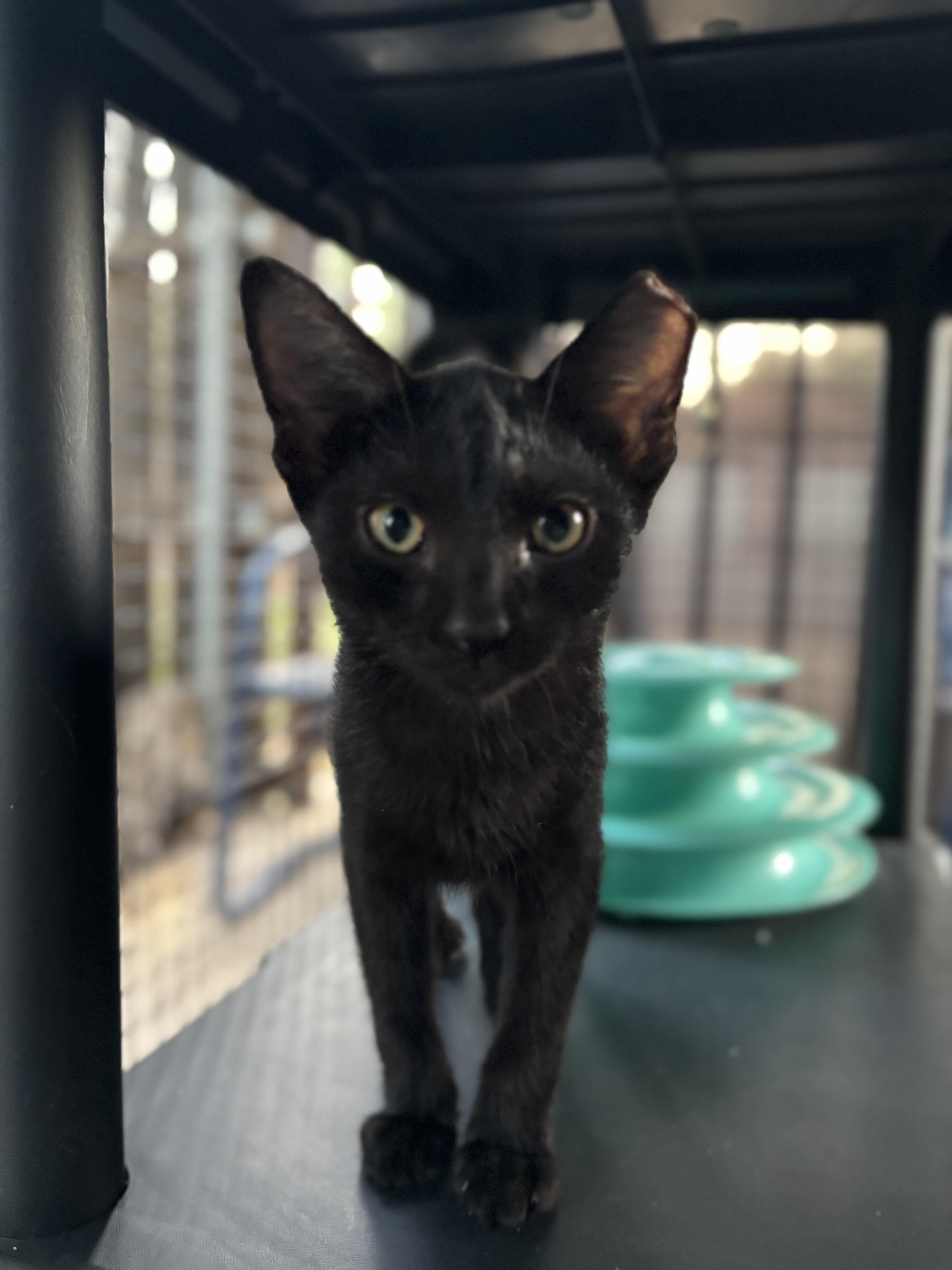 Moe, an adoptable Domestic Short Hair in Lubbock, TX, 79490 | Photo Image 1