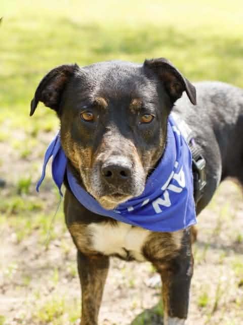 BANDIT, ADOPTABLE, Adult Female Mixed Breed.