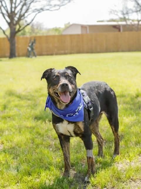 BANDIT, a ADOPTABLE Mixed Breed in Lake Dallas, TX image 2/2