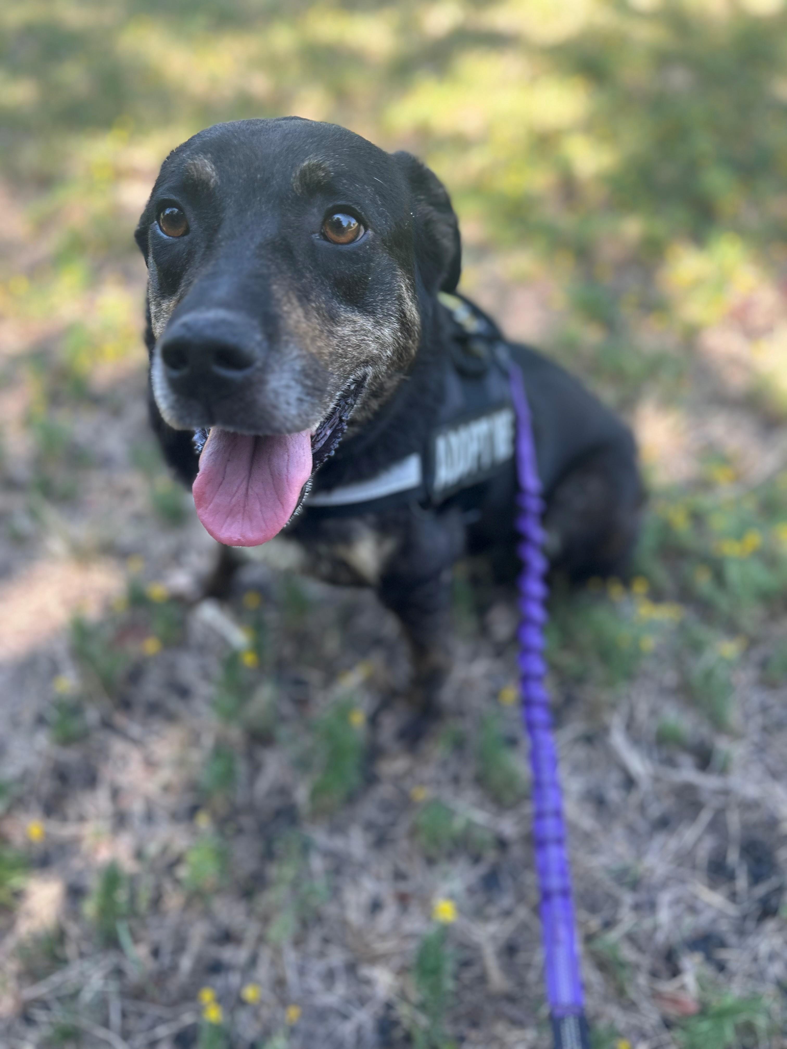 BANDIT, a ADOPTABLE Mixed Breed in Lake Dallas, TX image 2/3
