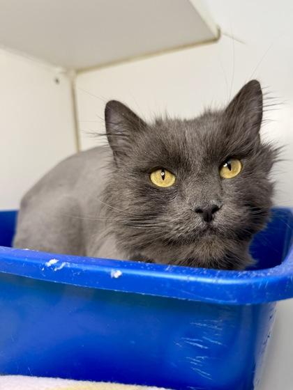 Enlarge Elvis, a Adoptable mixed breed in Columbus, OH image 1/1