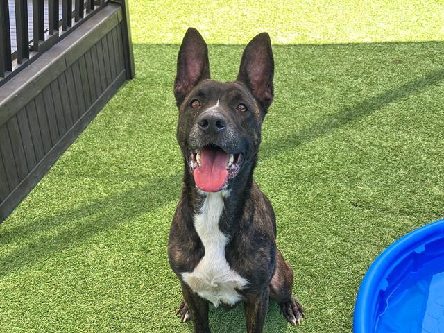 MILA, Adoptable, Adult Female Dutch Shepherd & Mixed Breed.